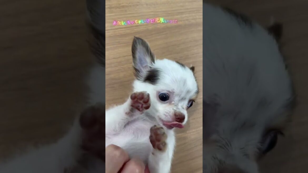 ロングコートチワワの女の子🐩【横浜ペットショップ ベルドック】#shorts #犬のいる暮らし #チワワ