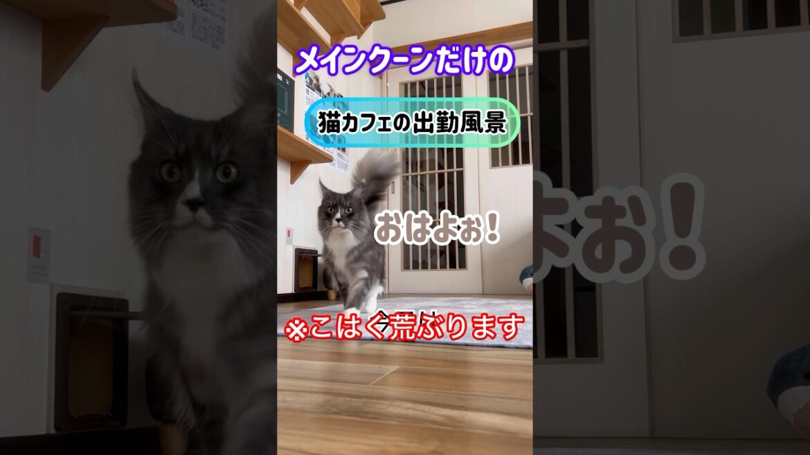 メインクーンだけの【猫カフェの出勤風景】#cat #mainecoon #メインクーン