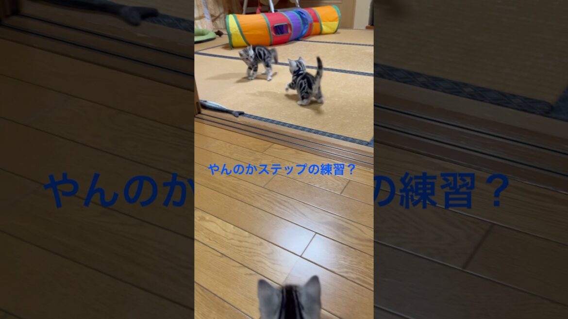 走るの速い！子猫の成長も早いね。#アメリカンショートヘア#アメショ#子猫#猫の日常#cat#cats