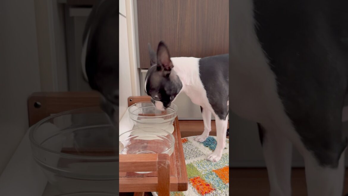 おはよう！メルの朝ごはん #ボストンテリア #ボステリ #bostonterrier