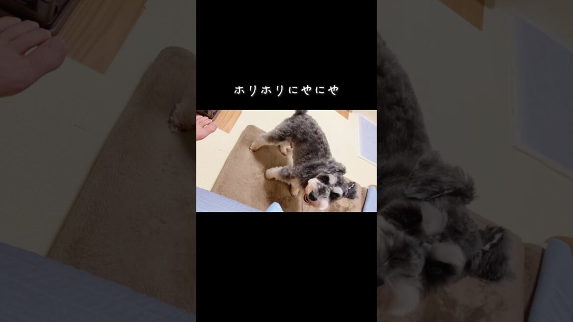 🐶ただ可愛い愛犬【ミニチュアシュナウザー】飼い主の自己満🤣