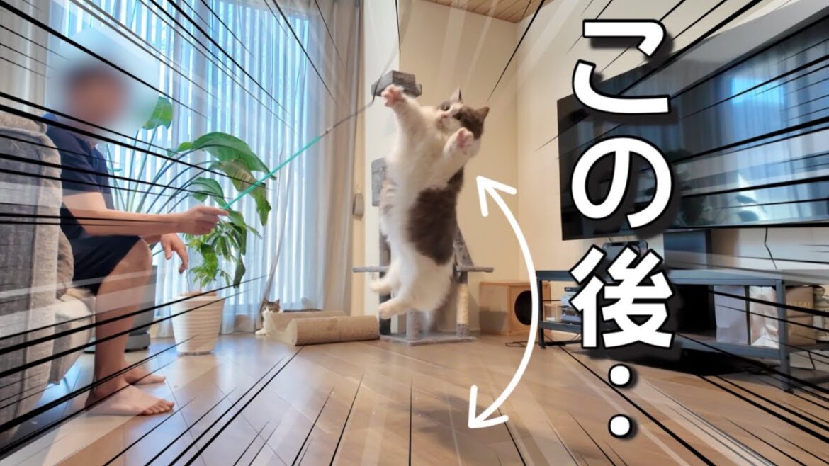 盛大に着地をミスる短足猫のしらす