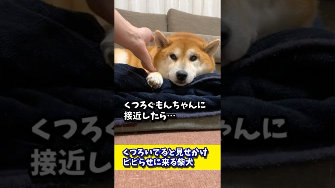 くつろいでると見せかけビビらせに来る柴犬 #shibadog #柴犬 #sibainu  #犬のいる生活 #shorts くつろいでると見せかけビビらせに来る柴犬 #shibadog #柴犬 #sibainu  #犬のいる生活 #shorts