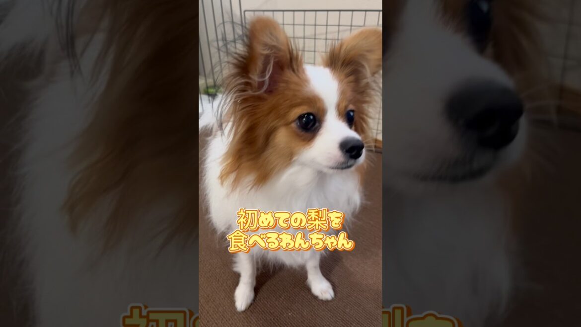 初めて梨を食べるわんちゃん#ぱぴー#パピヨン#かわいい子犬#cute#dog#癒し#いぬのいるくらし