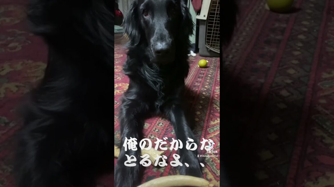俺のだからな、とるなよ、、 #dog #flatcoatretriever #フラットコーテッドレトリバー #flatcoated #dogs #フラット #bigdog #doglife 俺のだからな、とるなよ、、 #dog #flatcoatretriever #フラットコーテッドレトリバー #flatcoated #dogs #フラット #bigdog #doglife