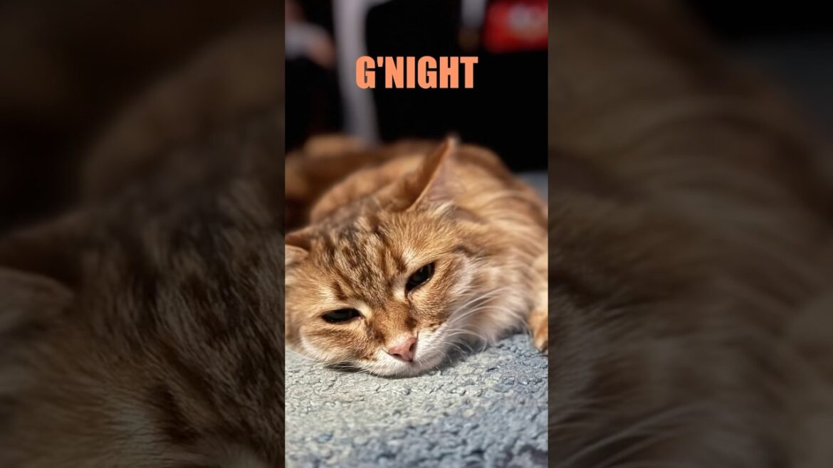 Our super sleepy Siberian Cat #siberiancat #siberian #cat