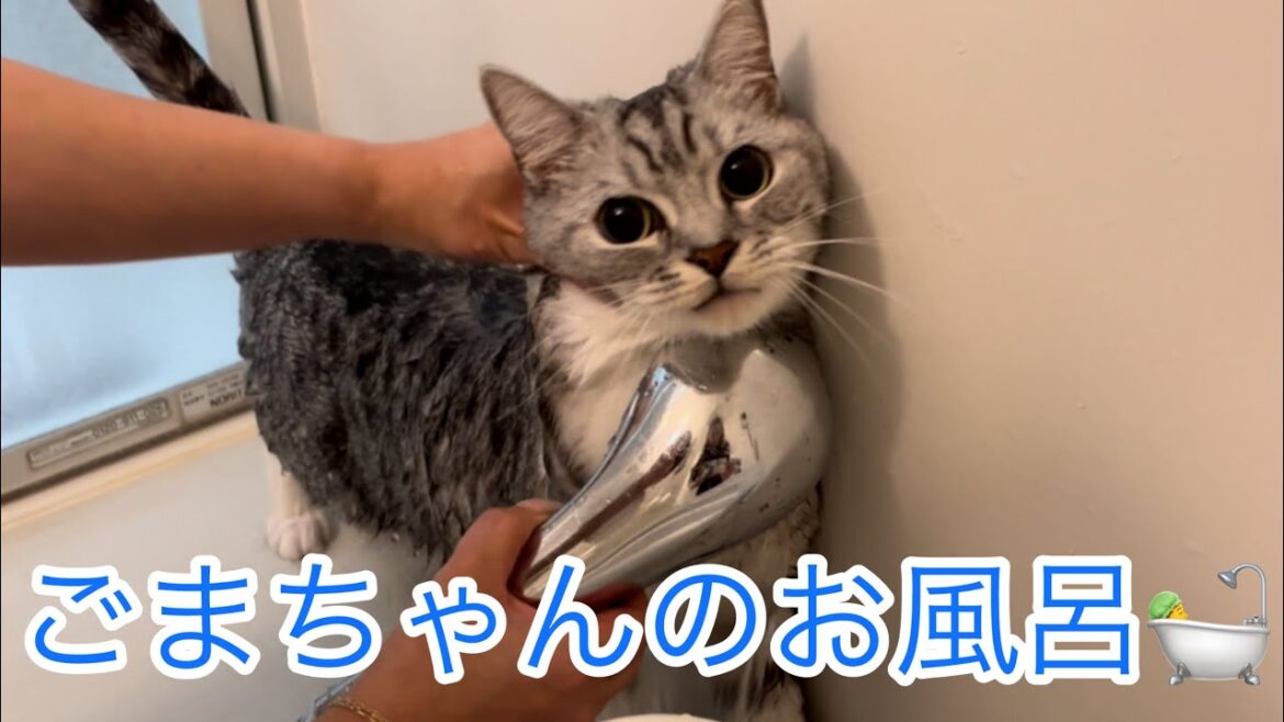 ごまちゃんのお風呂🛀