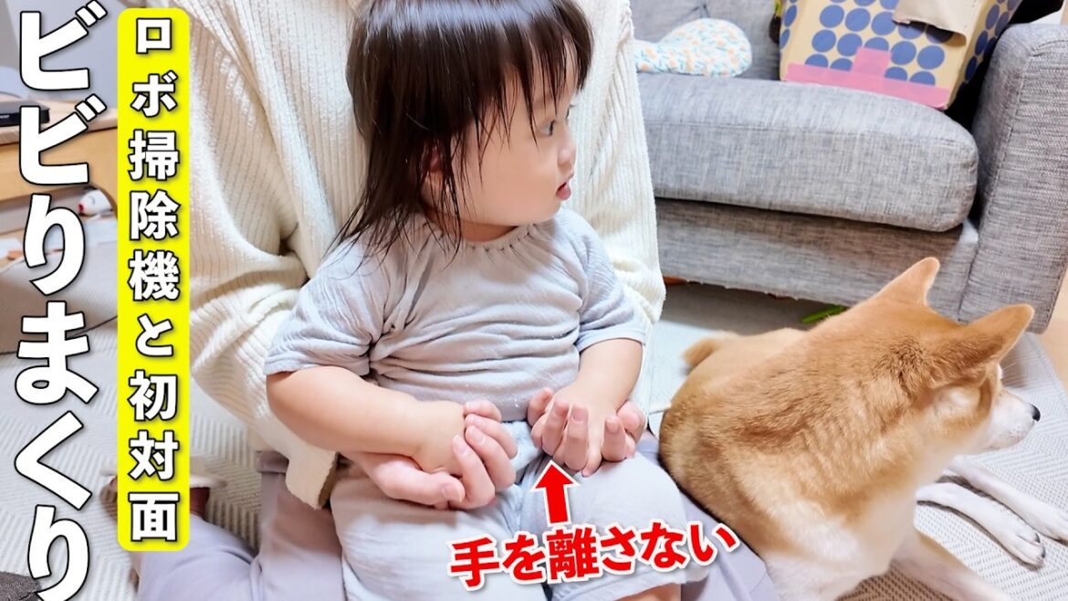 柴犬と違ってロボ掃除機にビビりまくる2歳児がこちらですw