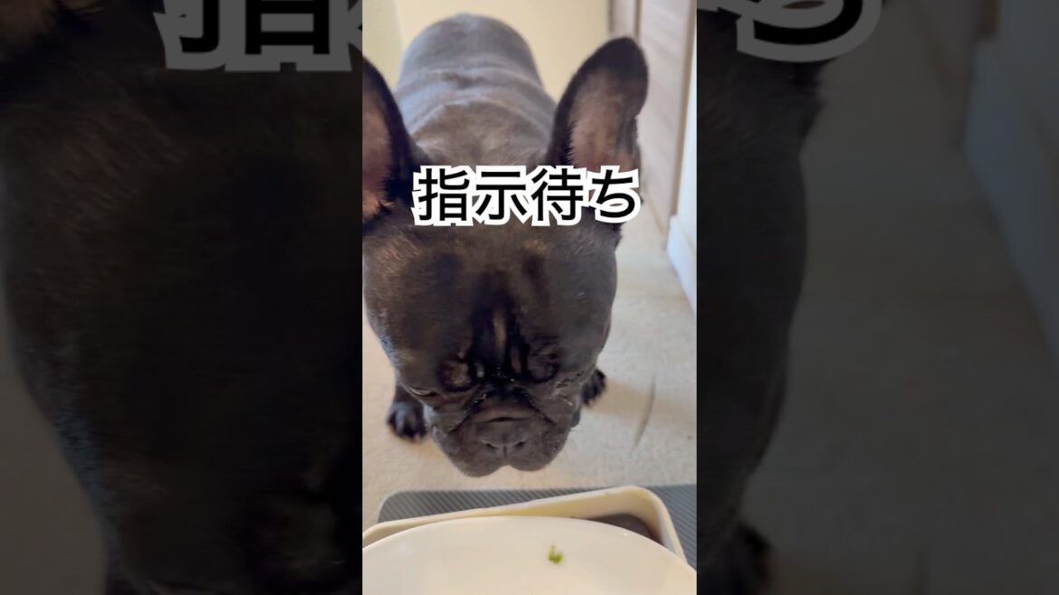 【今朝の凛さん】朝ごはん指示待ちのフレンチブルドッグ🐶#frenchbulldog #frenchbulldoglife ##shorts #frenchie