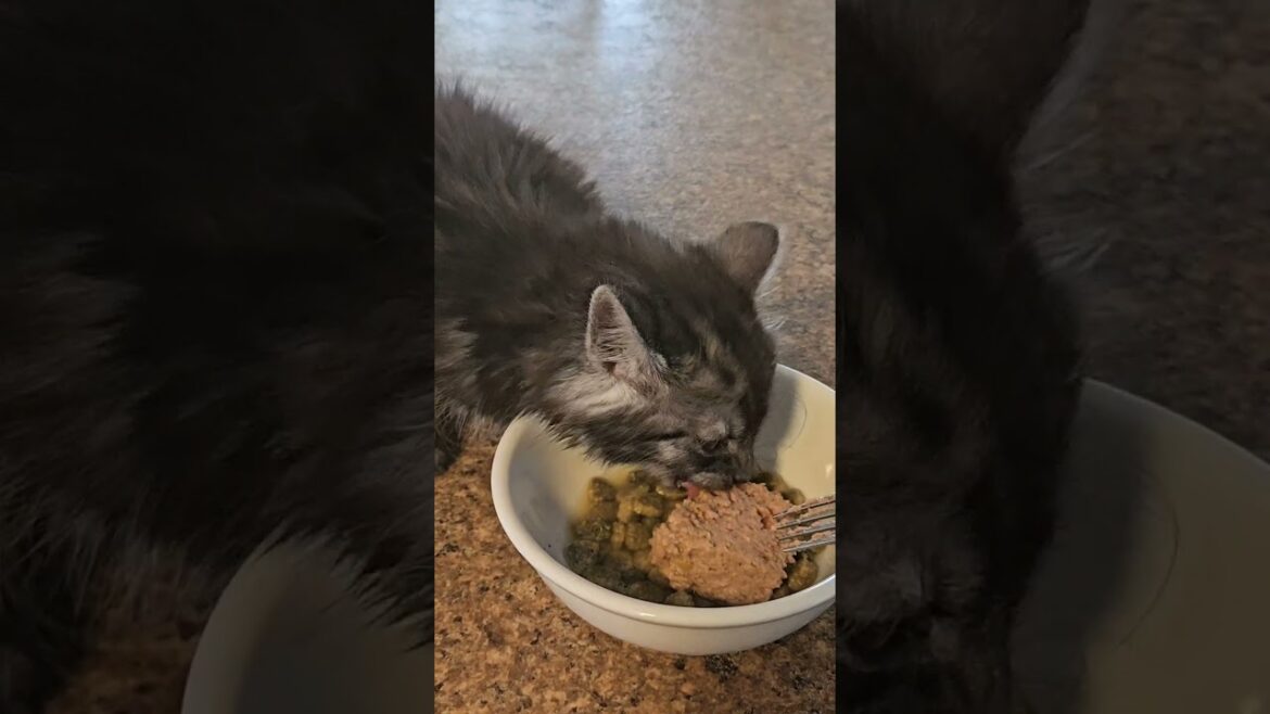 Kitten stealing the dog's food.🥰
