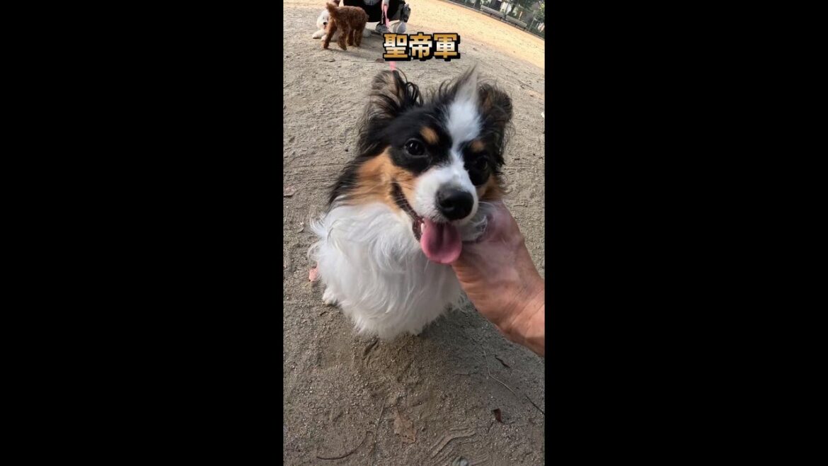 可愛いパピヨンの髪型を変える飼い主を眺めるビションフリーゼ#パピヨン