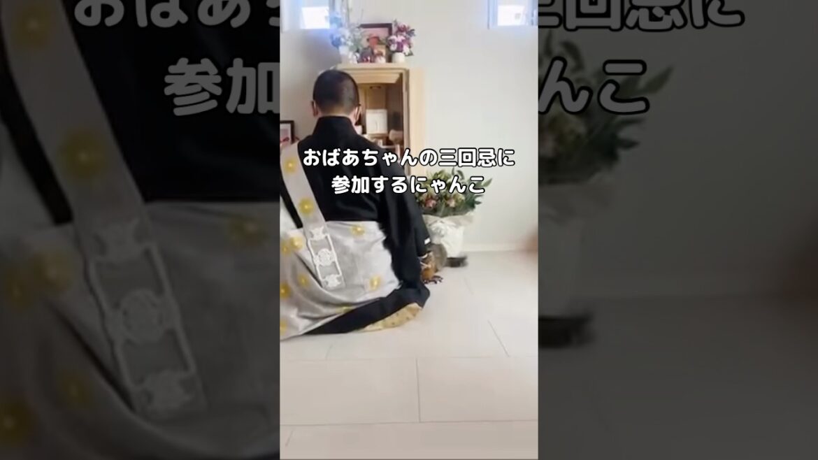 おばあちゃんの三回忌に参加する猫 #猫 #ラガマフィン #三回忌 #shorts
