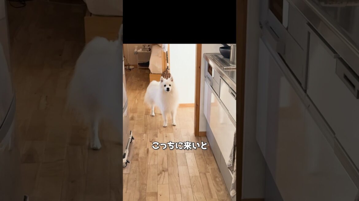 犬に呼ばれて寝室まで行ったら謎の報告をされた　#日本スピッツ #中型犬 #癒し