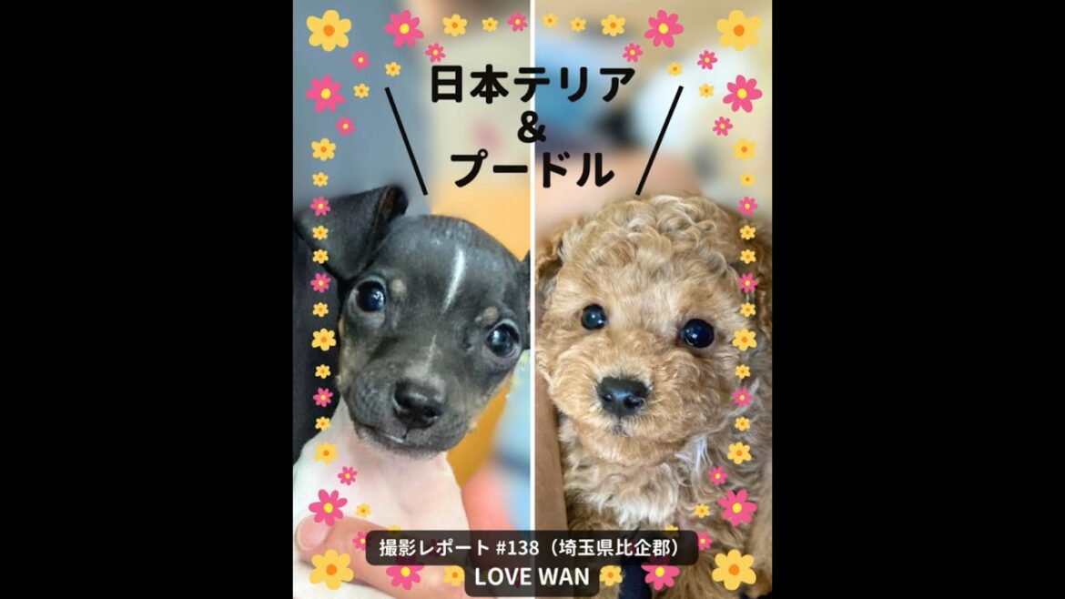 PICTWAN撮影レポート138プードル＆日本テリア