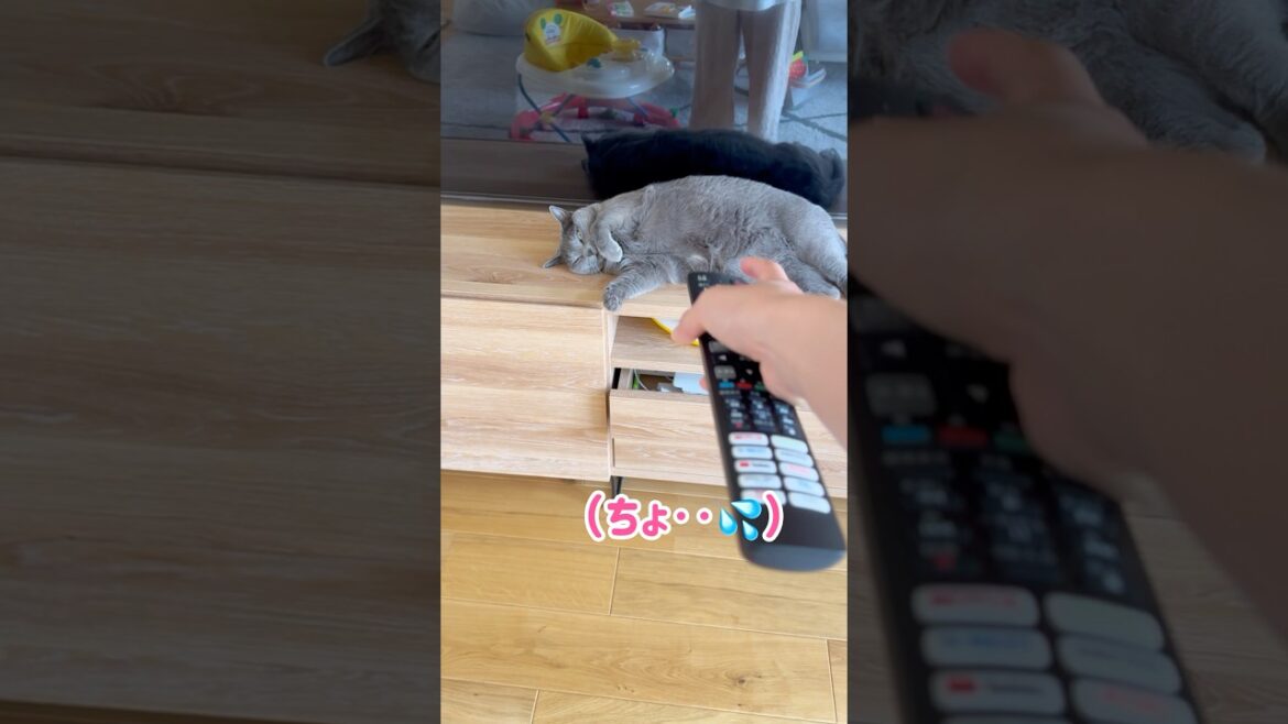 リモコンよりも強い猫 #保護猫 #ロシアンブルー #cat リモコンよりも強い猫 #保護猫 #ロシアンブルー #cat
