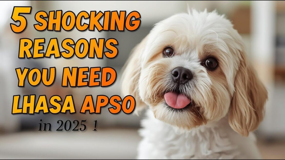 2025年にラサ・アプソを飼うべき5つの衝撃的な理由!🐶✨ 2025年にラサ・アプソを飼うべき5つの衝撃的な理由!🐶✨