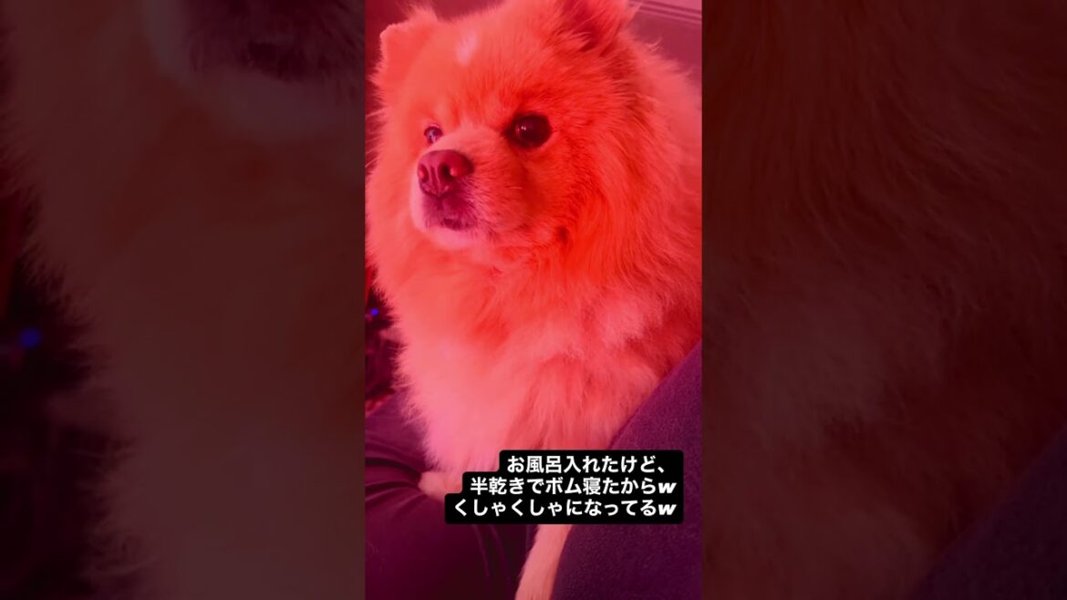 15キロポメラニアン🐕 寝起き