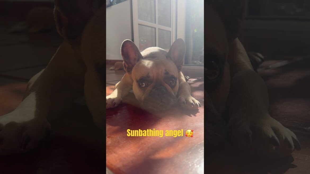 Do french bulldogs like sunbathing?🤔🥰 #cutefrenchbulldog #happyfriday