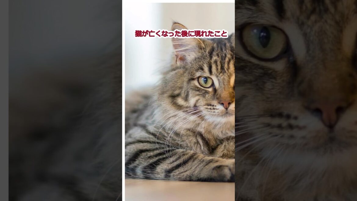 猫が亡くなって現れたこと14