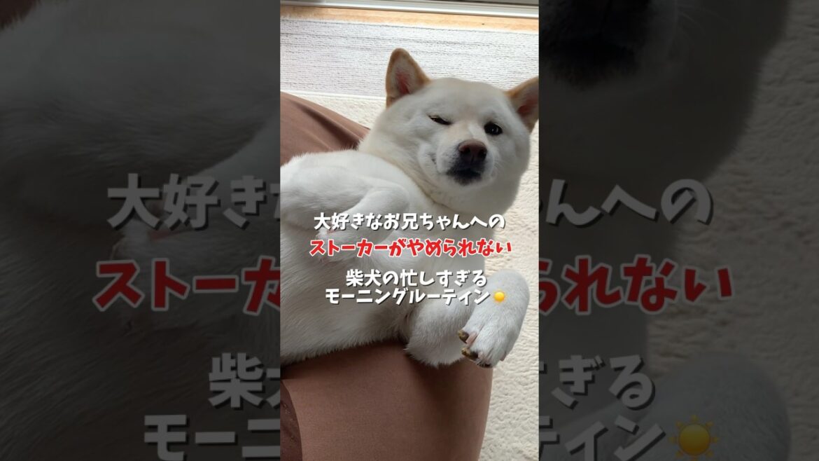 ストーカーがやめられない柴犬の忙しすぎるモーニングルーティン☀️ #shorts #柴犬 #犬 #dog