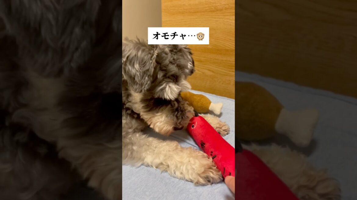 🐶おもちゃに飽きた飼い主【ミニチュアシュナウザー】飼い主あるある#やってみてね #ミニシュナ #飼い主あるある