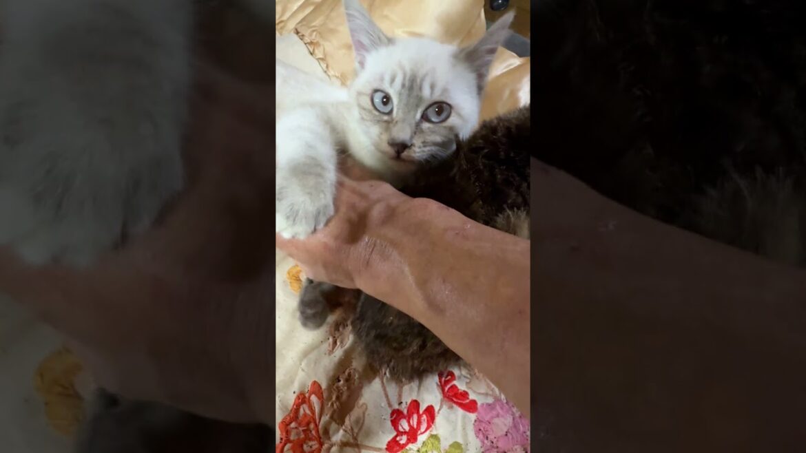 キジシロのルルが、ホント大好きだね、シャムの子ネコ雫ちゃん
