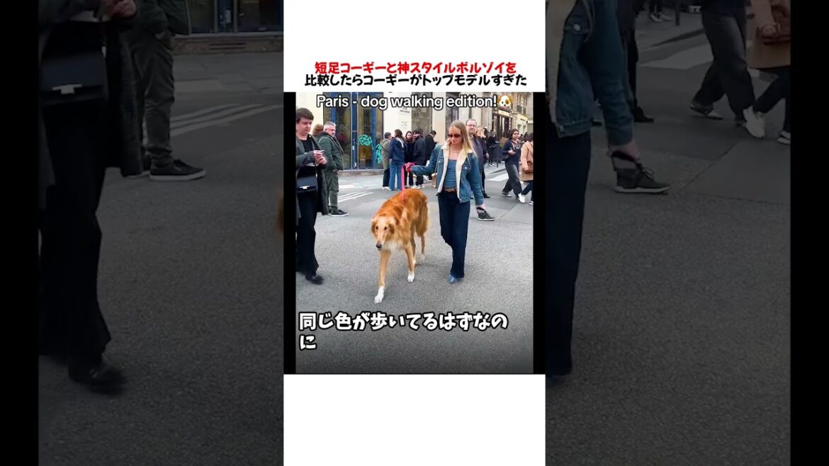 短足コーギーと神スタイルボルゾイを比較したらコーギーがトップモデルすぎたwwwww