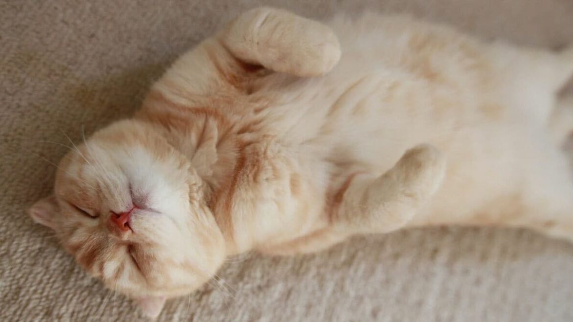 薬が投与されると愛猫はストンと息を引き取った…安楽死は家族みんなで決めた｢でも寂しいよ｣ | AERA DIGITAL | 東洋経済オンライン