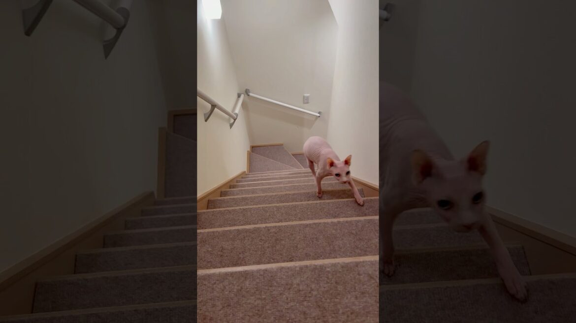 ママに呼ばれて駆けてくる毛のない猫【スフィンクス】