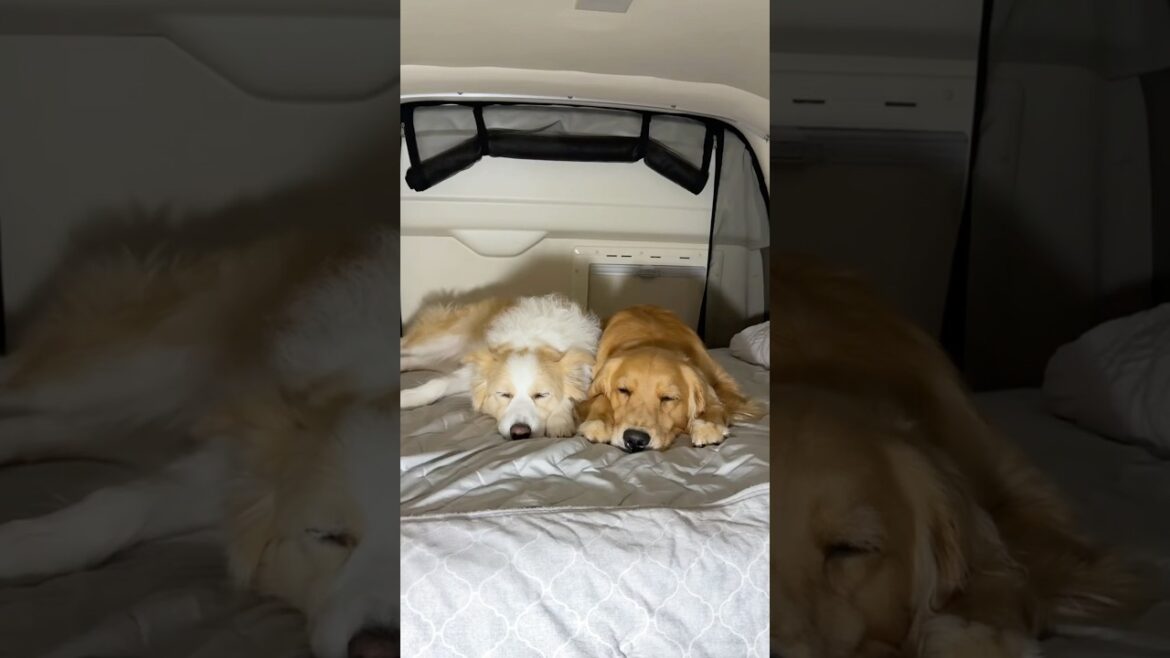 遊び疲れて寝ている犬の影を使って遊んでみましたww【ボーダーコリー・ゴールデンレトリバー】#shorts