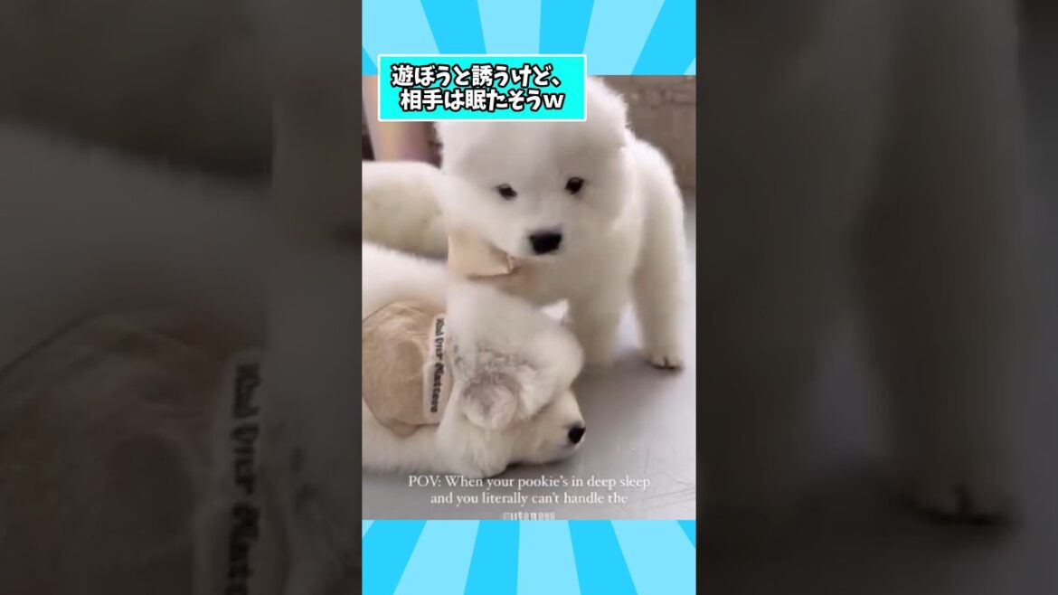 仕事で疲れた皆に贈る笑いと癒しのサモエドパピー5選ww　#サモエド子犬 #サモエド #笑える #癒し #大型犬のいる生活 #元気になる動画