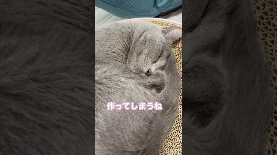 あのね大好きだよ❤️ #猫 #ロシアンブルー #shorts