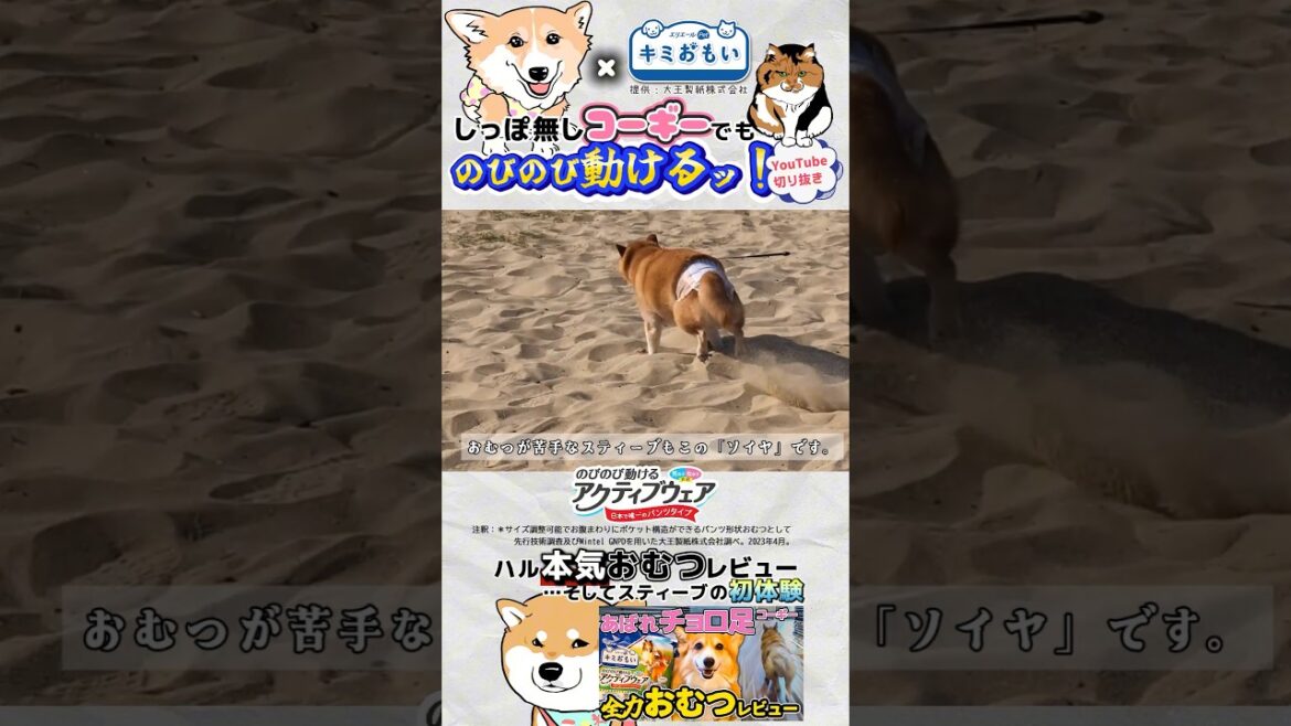 エリエールPet キミおもい」のびのび動けるアクティブウェア #柴犬スティーブ