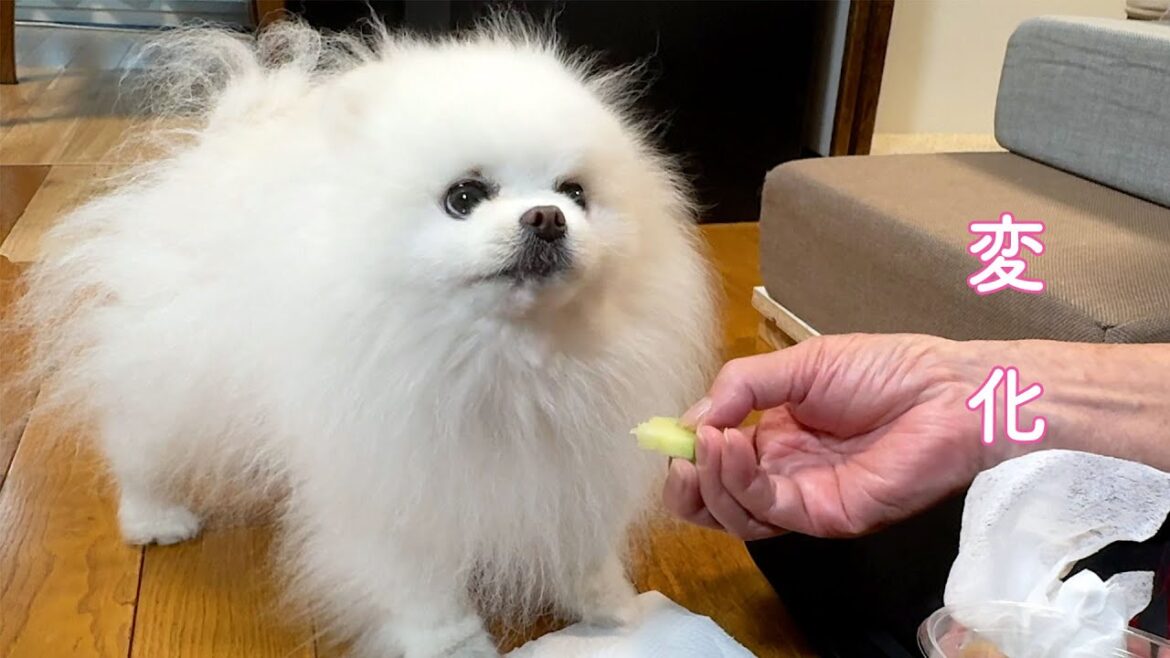 実家で本当の孫のように可愛がられたポメラニアンにある変化が起きました