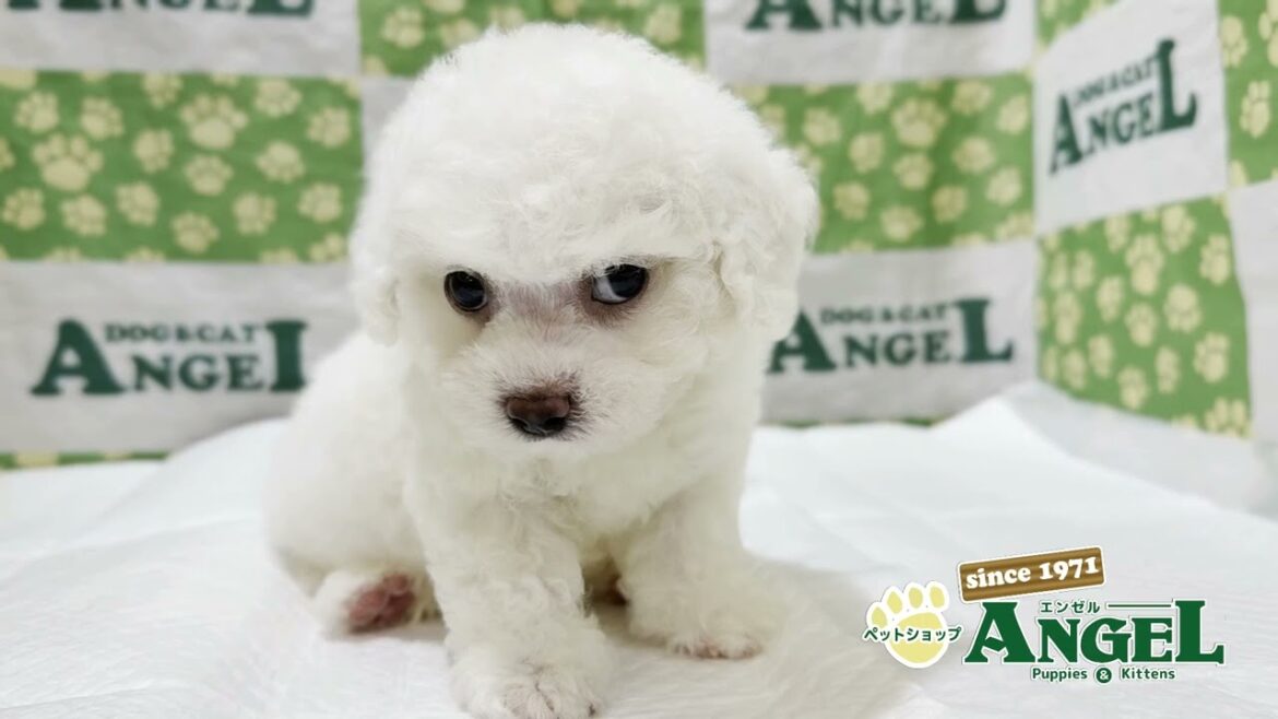 ビションフリーゼ 2509006 【ペットショップエンゼル　子犬・子猫販売】