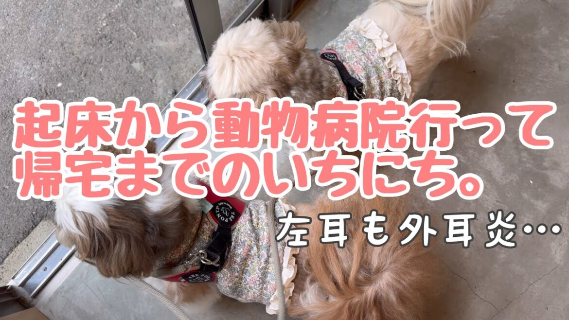 [シーズー多頭飼い]ひとりでお留守番は寂しかったね