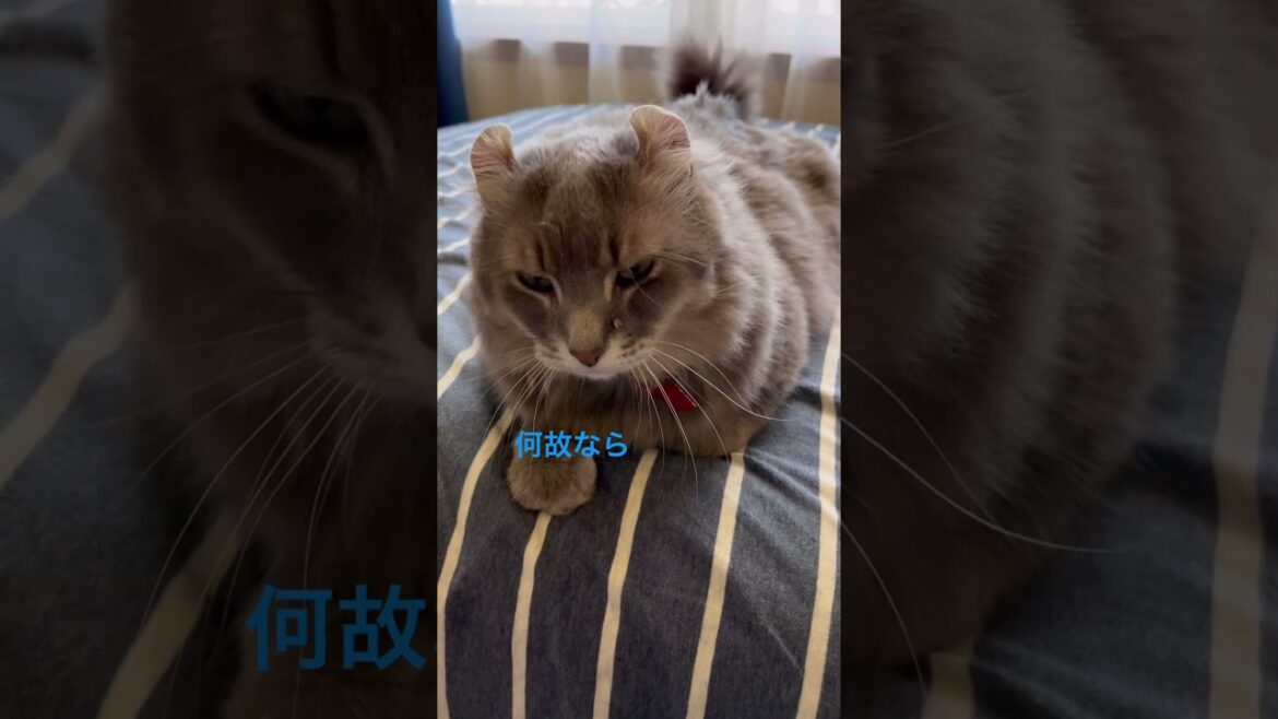 猫動画 #shorts わたし待つわ 曲に合わせて #アメリカンカール 里親募集で迎え入れた猫の毎日