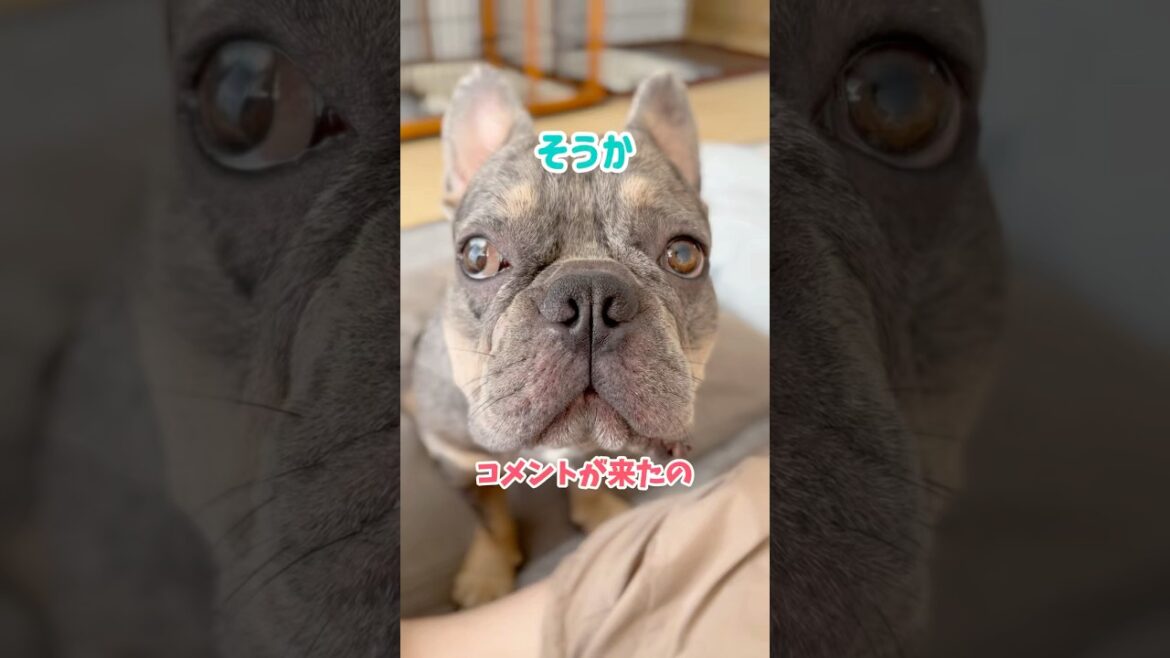 今日の主役は兄コングですw #shorts