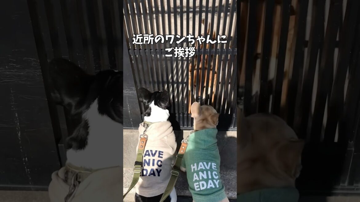 パピーふたりの仲良し散歩🐾#フレブル7兄弟 #フレンチブルドッグ #フレブルパピー#shorts#shortsvideo #frebull #frenchbulldog