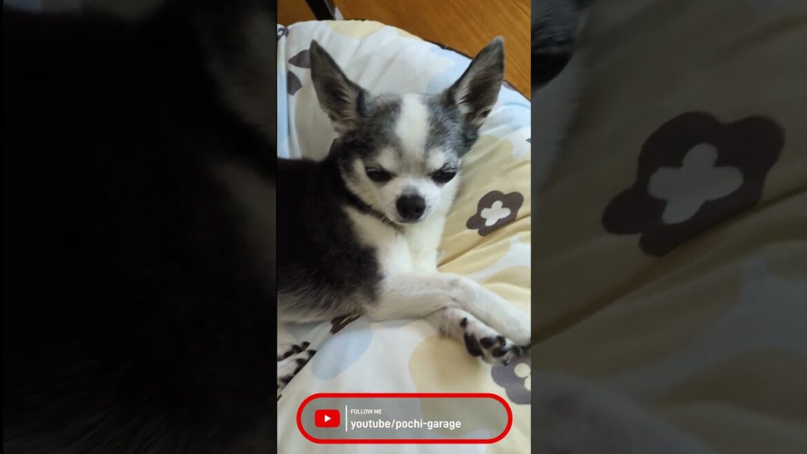 スムースコートチワワ マッタリな日常 #Shorts #dog