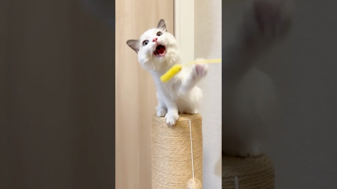 猫じゃらしに夢中なラグドールの子猫🐾