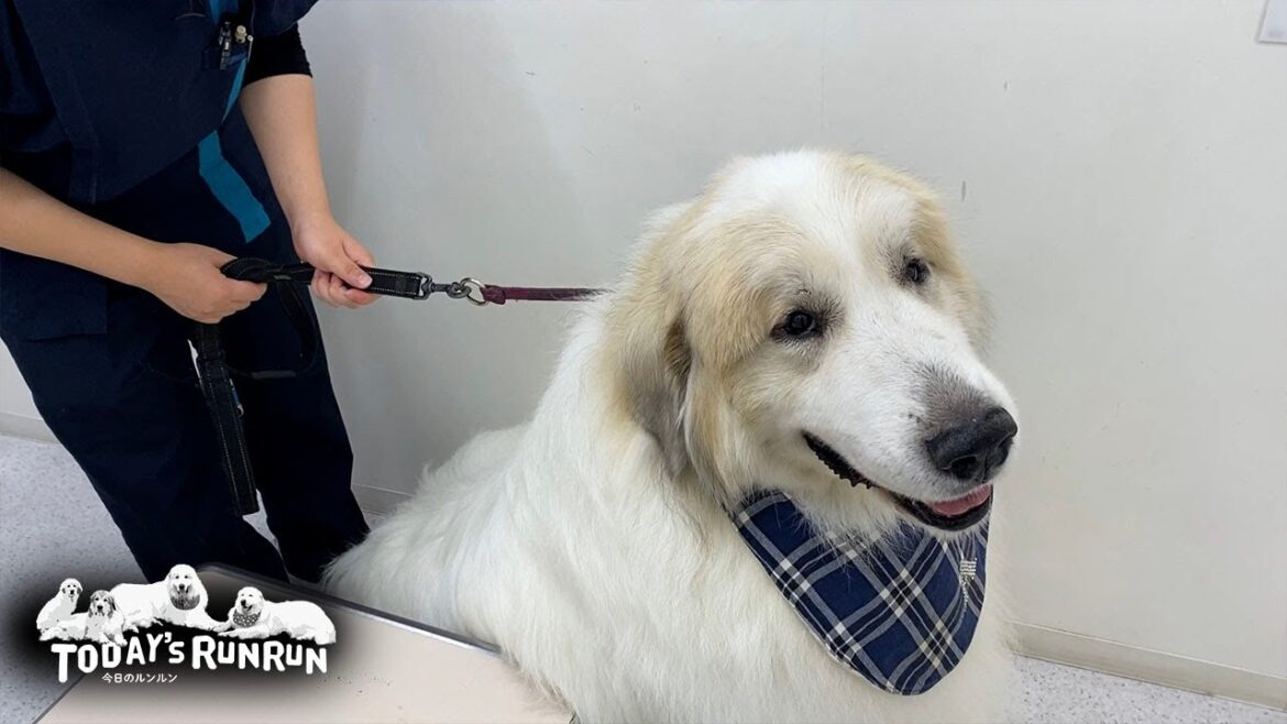 経過観察中の腫瘍を日帰り手術で切除したアランです　Great Pyrenees　グレートピレニーズ
