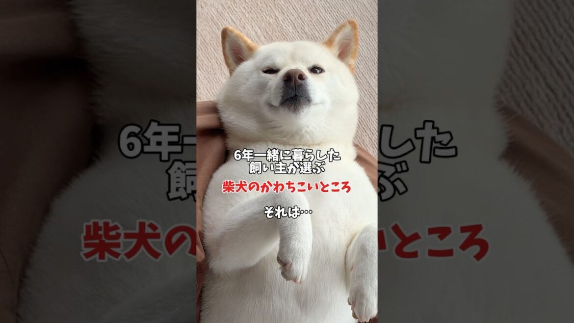 柴犬のかわちこいところ🥰　#shorts #柴犬 #犬 #dog