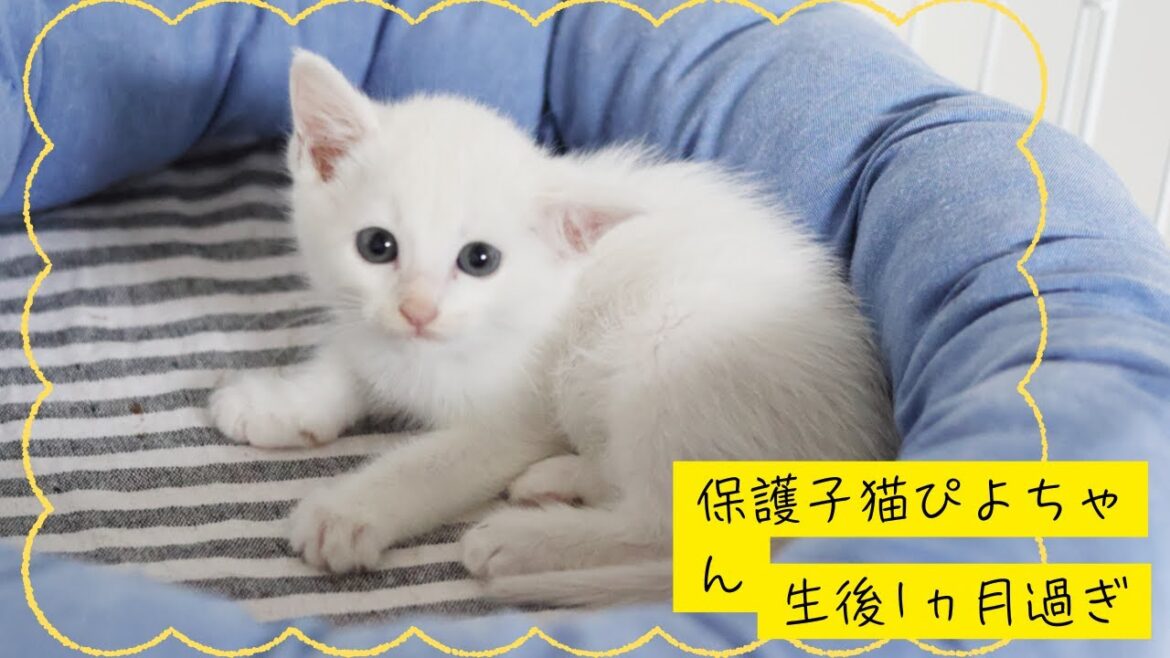 保護子猫ぴよちゃんまとめ2（迎えて4日目）#猫 #cat #kitten #子猫 #白猫 #保護猫