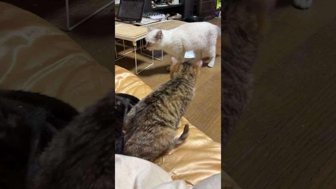 シャムの子ネコ雫ちゃん、オモチャ巡りの後、キジシロ子ネコ来夢の方に向かったが
