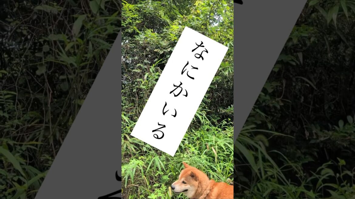 ハンターレオ追跡❗️ #柴犬さん #柴犬レオ #柴犬 #柴犬大好き