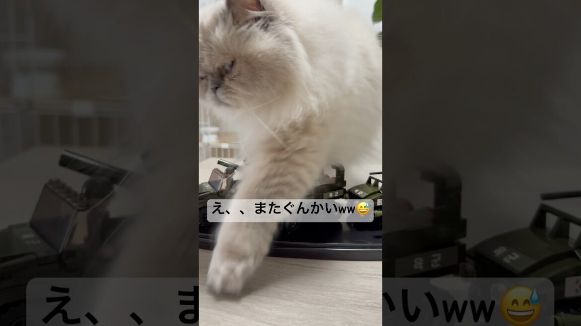 ヒマラヤンのマーベル見てー！組み立てたよー！😇 #cat #猫のいる暮らし #猫好きさんと繋がりたい #元気お届け #ねこ #かしわねこ #shorts
