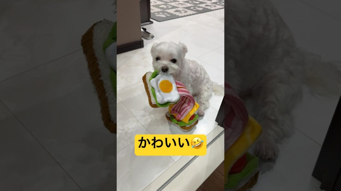 また珍しいおもちゃを持ってきたと思ったら🤣🤣🤣#shorts #可愛い犬 #マルチーズ