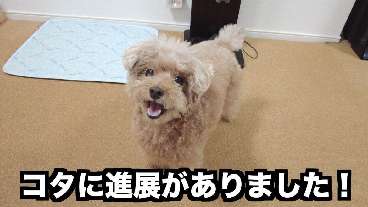 大学病院の薬を始めてから約１ヶ月、愛犬の状況に進展がありました【トイプードル】