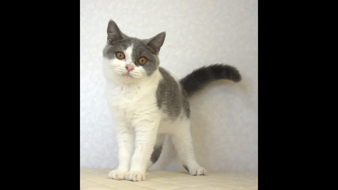 ブリティッシュショートヘアー子猫　British Shorthair　2025.4.14産まれ　　ブルー＆ホワイト　女の子　シーダキャット猫のお店